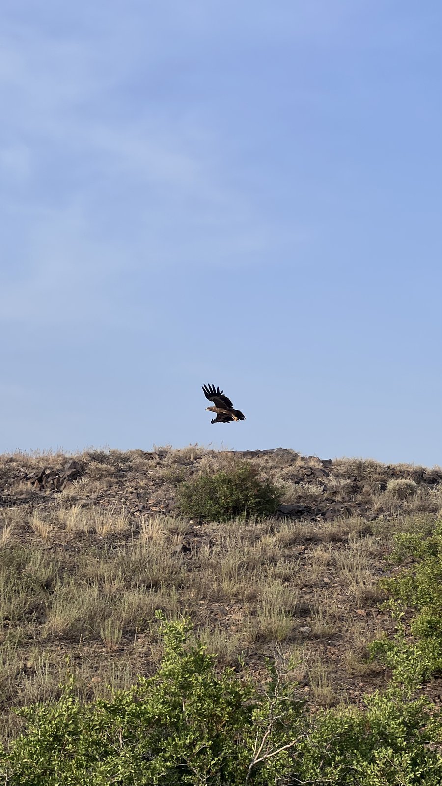 A steppe eagle soaring above the ridgelines of the Balkhash Arc, Kazakhstan